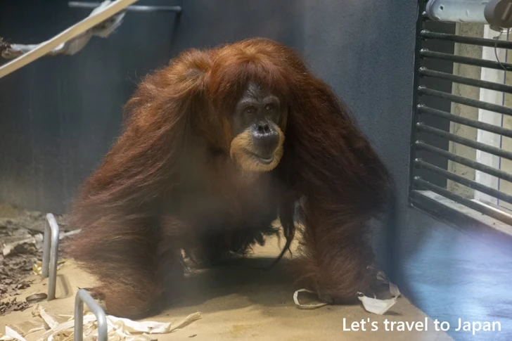 スマトラオランウータン：東山動物園本園の見どころ(103)