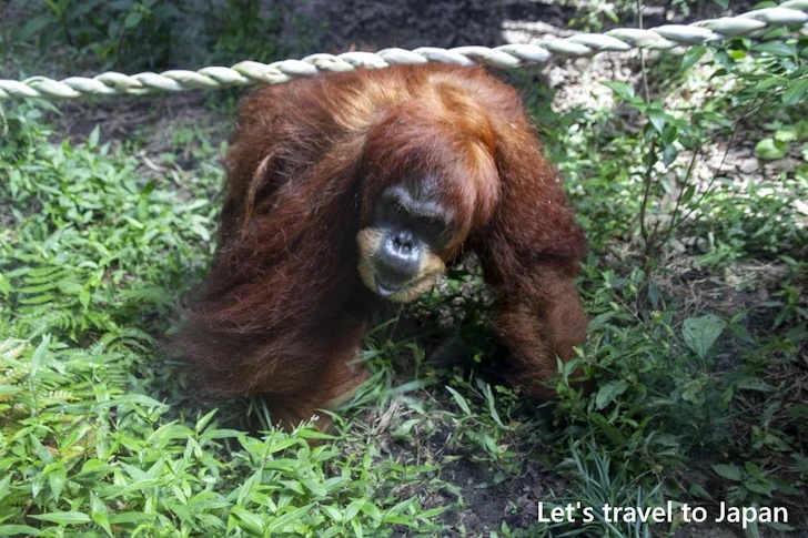 スマトラオランウータン：東山動物園本園の見どころ(105)