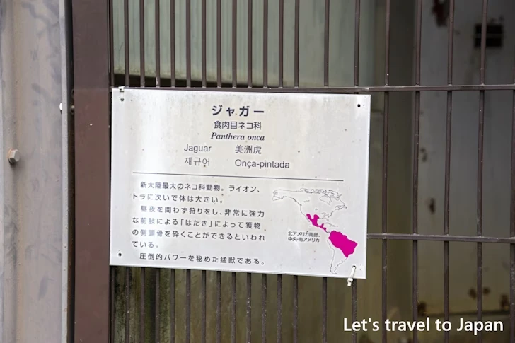 ジャガー：東山動物園本園の見どころ(112)
