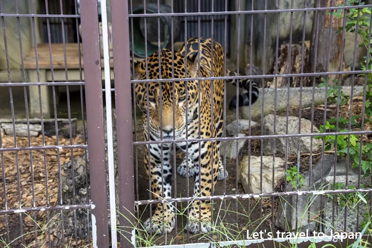 ジャガー：東山動物園本園の見どころ(113)