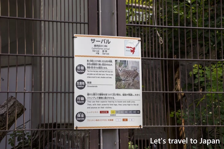 サーバル：東山動物園本園の見どころ(114)