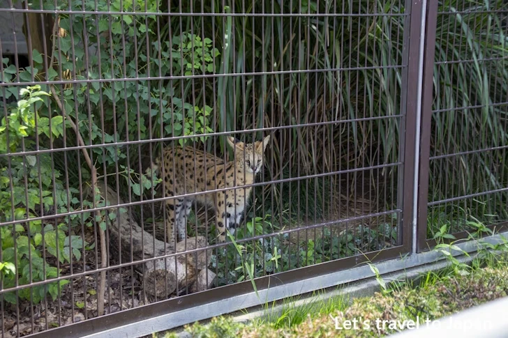 サーバル：東山動物園本園の見どころ(115)
