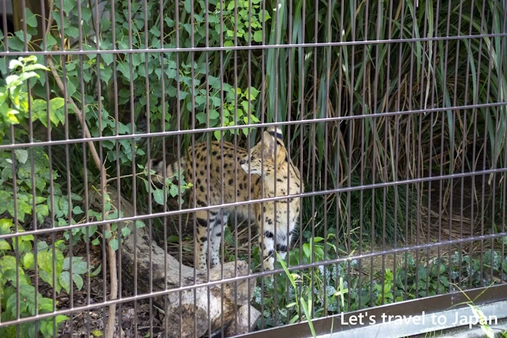 サーバル：東山動物園本園の見どころ(116)
