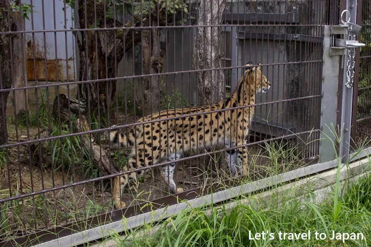 サーバル：東山動物園本園の見どころ(117)
