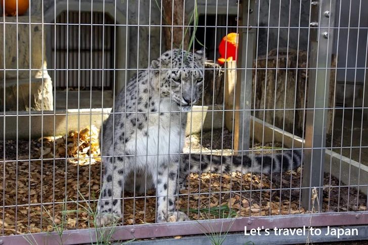 ユキヒョウ：東山動物園本園の見どころ(119)