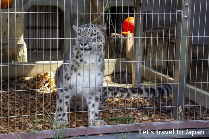ユキヒョウ：東山動物園本園の見どころ(120)