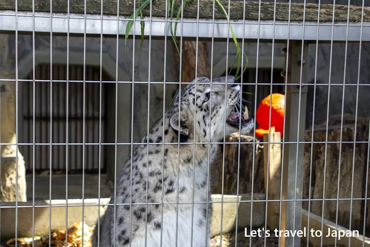 ユキヒョウ：東山動物園本園の見どころ(121)