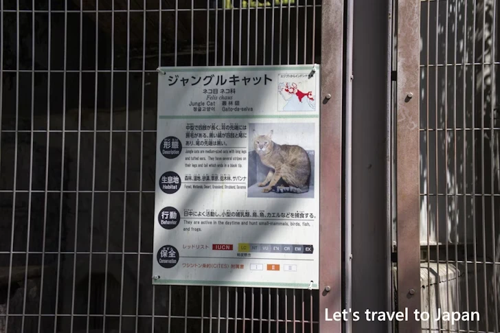 ジャングルキャット：東山動物園本園の見どころ(122)