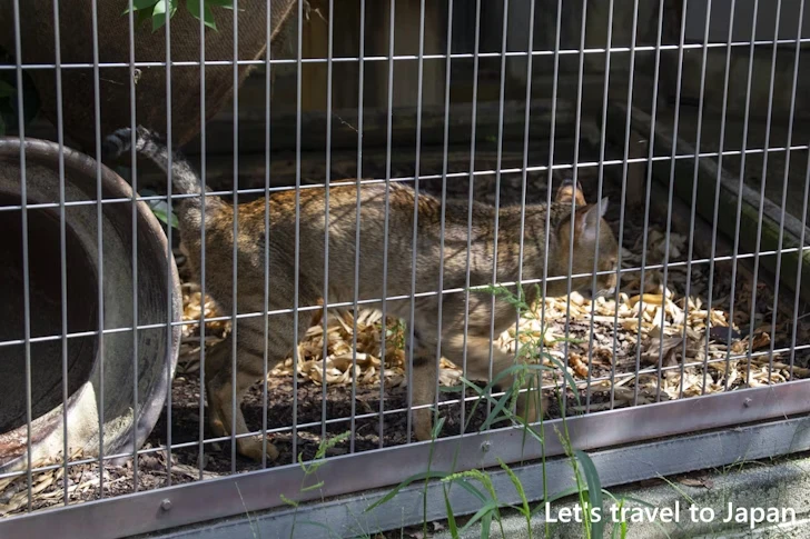 ジャングルキャット：東山動物園本園の見どころ(123)