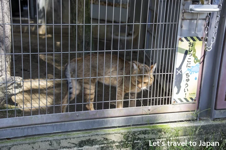 ジャングルキャット：東山動物園本園の見どころ(124)