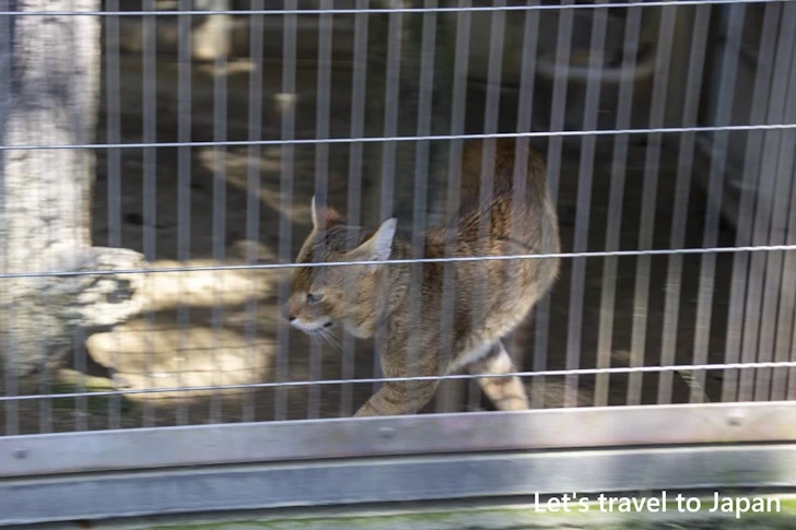 ジャングルキャット：東山動物園本園の見どころ(125)