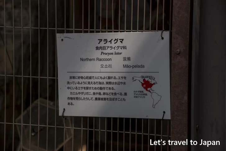 アライグマ：東山動物園本園の見どころ(126)