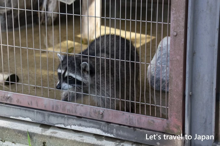 アライグマ：東山動物園本園の見どころ(127)