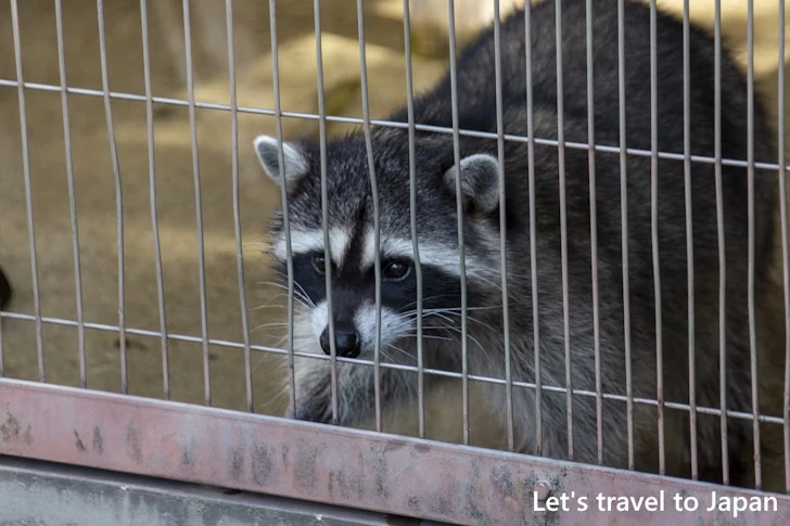 アライグマ：東山動物園本園の見どころ(128)
