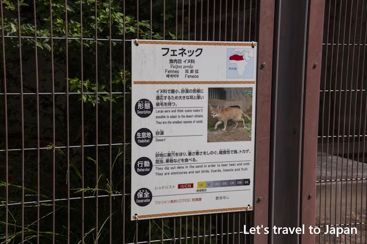 フェネック：東山動物園本園の見どころ(129)