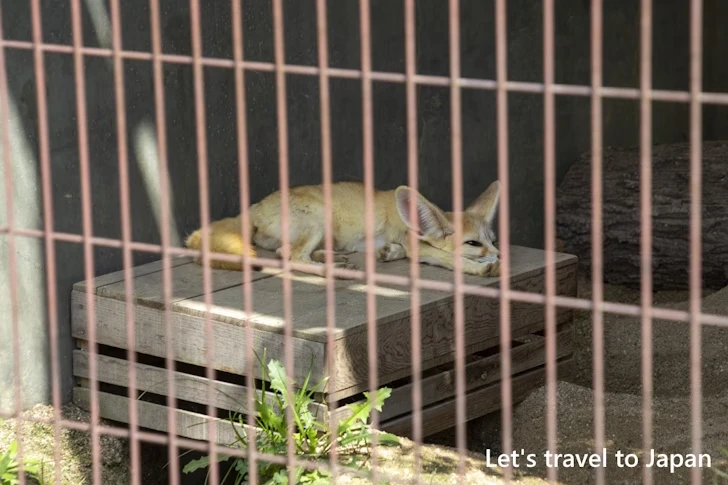 フェネック：東山動物園本園の見どころ(130)