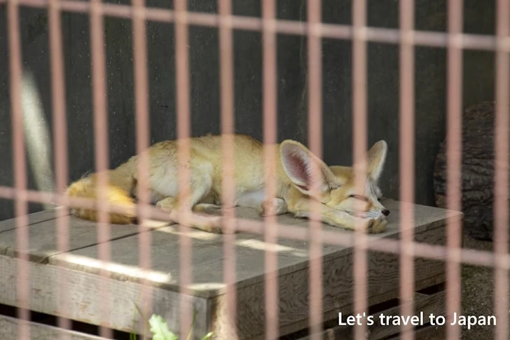 フェネック：東山動物園本園の見どころ(131)