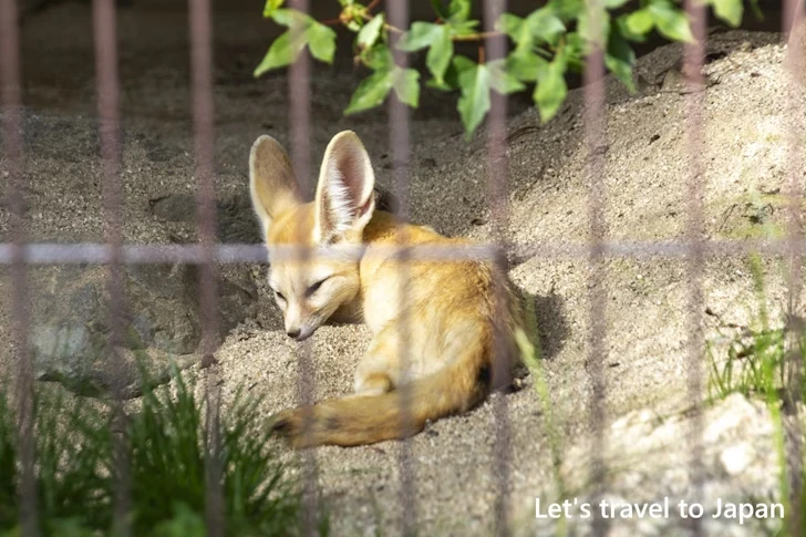 フェネック：東山動物園本園の見どころ(132)