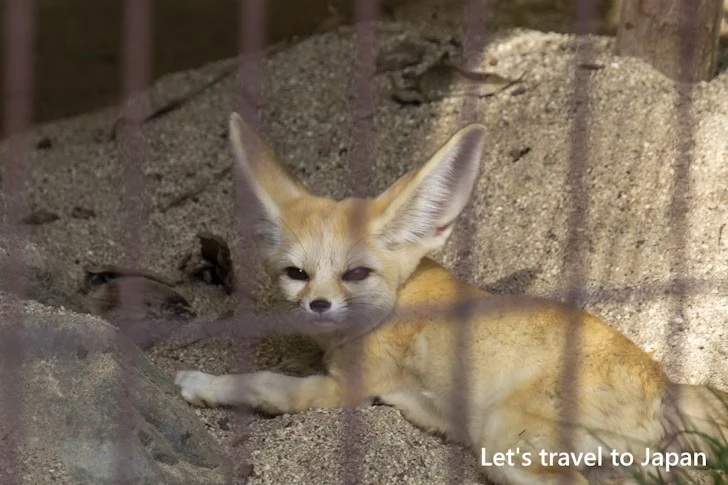 フェネック：東山動物園本園の見どころ(133)