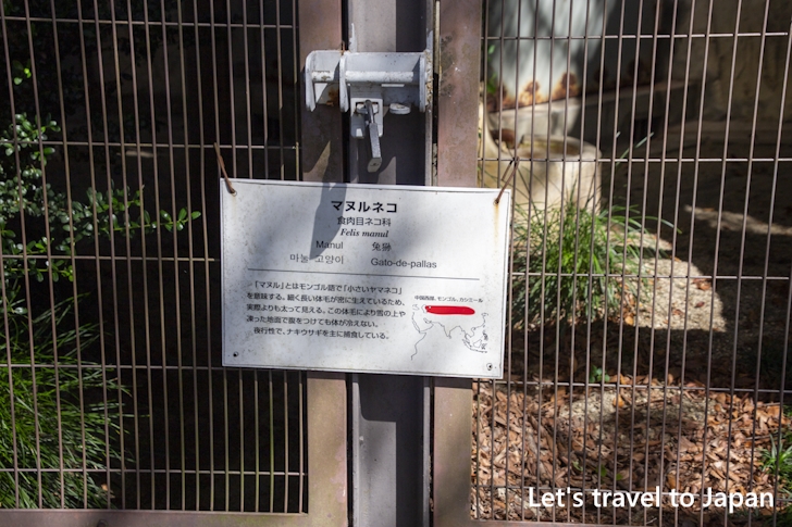 マヌルネコ：東山動物園本園の見どころ(134)