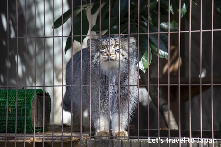 マヌルネコ：東山動物園本園の見どころ(136)