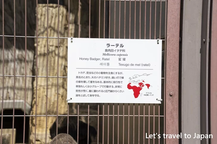 ラーテル：東山動物園本園の見どころ(138)