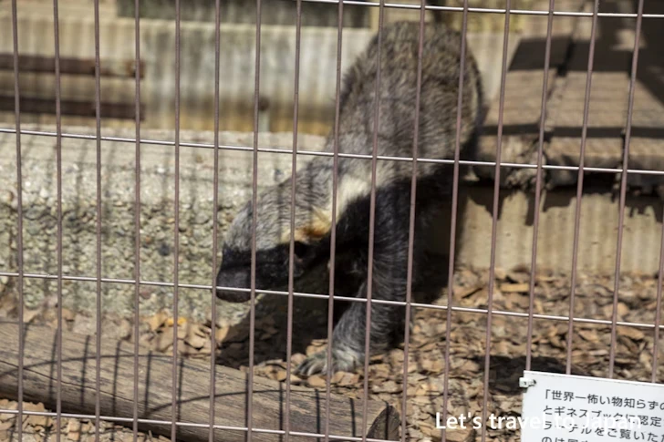 ラーテル：東山動物園本園の見どころ(139)