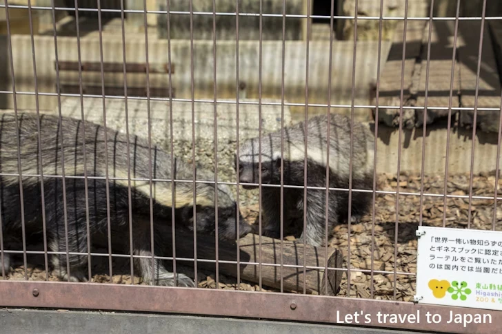 ラーテル：東山動物園本園の見どころ(141)