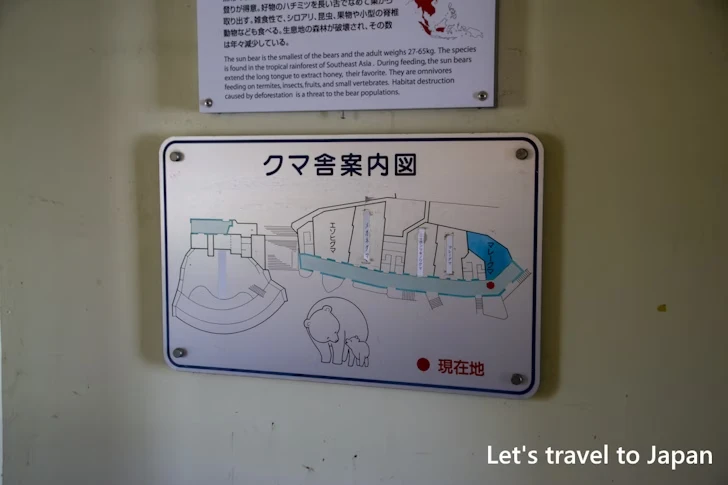 クマ：東山動物園本園の見どころ(143)