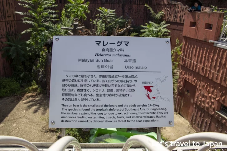 マレーグマ：東山動物園本園の見どころ(146)