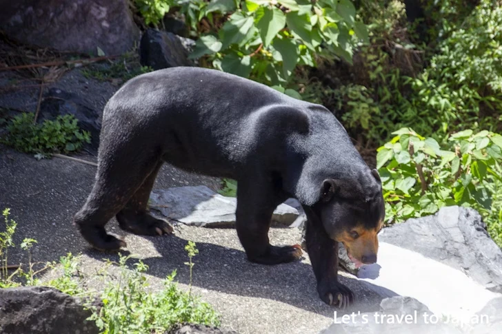 マレーグマ：東山動物園本園の見どころ(149)