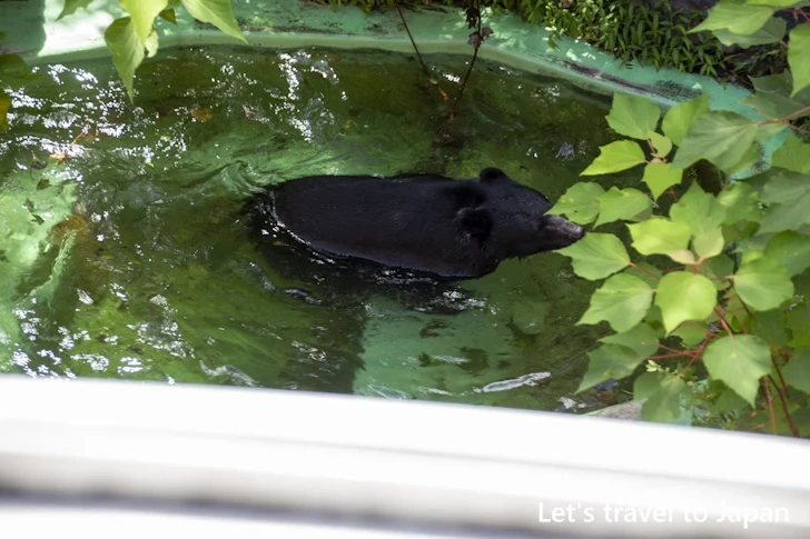 ニッポンツキノワグマ：東山動物園本園の見どころ(151)