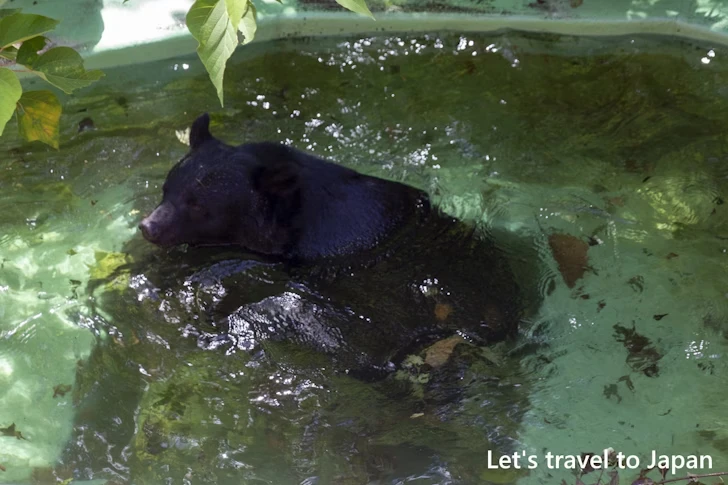 ニッポンツキノワグマ：東山動物園本園の見どころ(152)