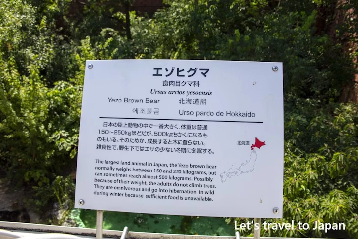 エゾヒグマ：東山動物園本園の見どころ(153)