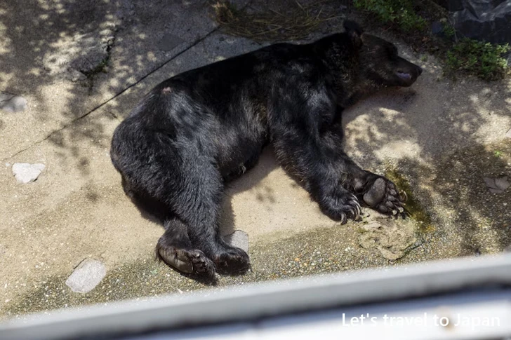 エゾヒグマ：東山動物園本園の見どころ(154)
