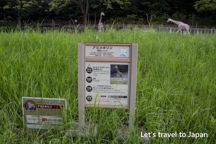 アミメキリン：東山動物園本園の見どころ(155)