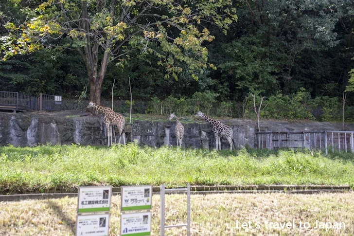 アミメキリン：東山動物園本園の見どころ(157)
