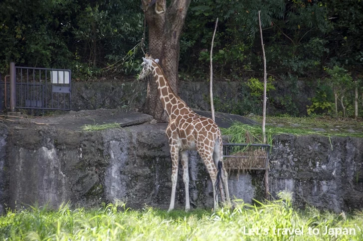 アミメキリン：東山動物園本園の見どころ(158)