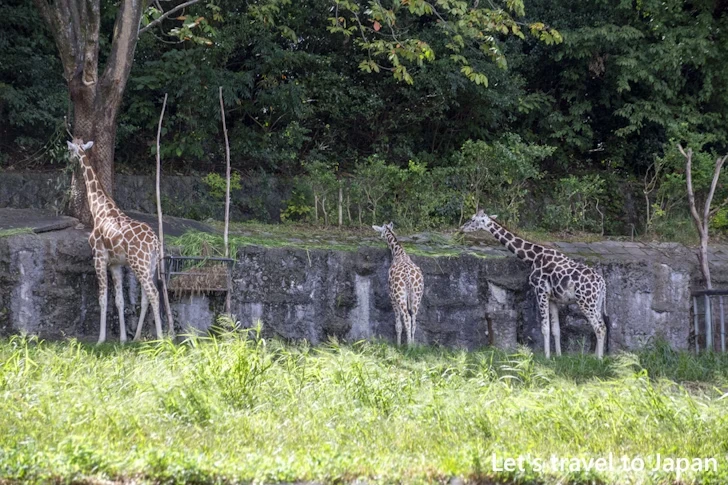 アミメキリン：東山動物園本園の見どころ(159)