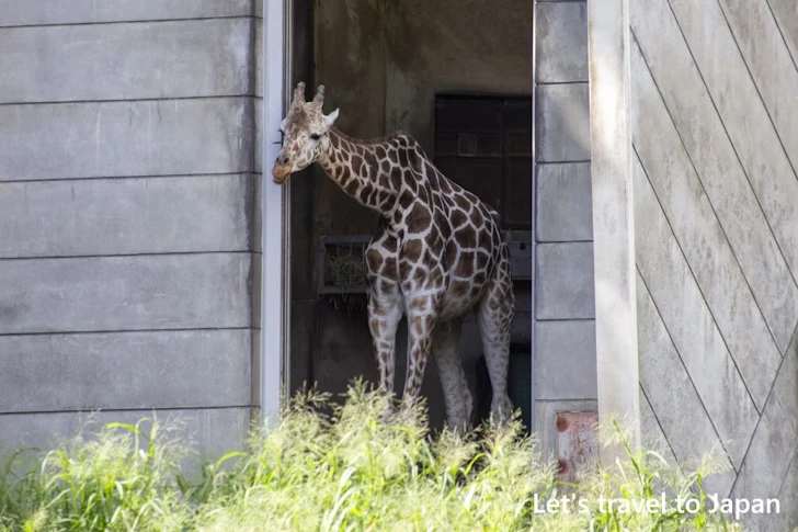 アミメキリン：東山動物園本園の見どころ(160)