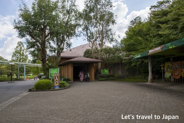 コアラ：東山動物園本園の見どころ(161)