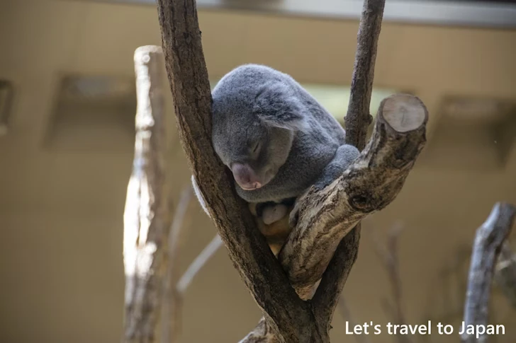 コアラ：東山動物園本園の見どころ(163)