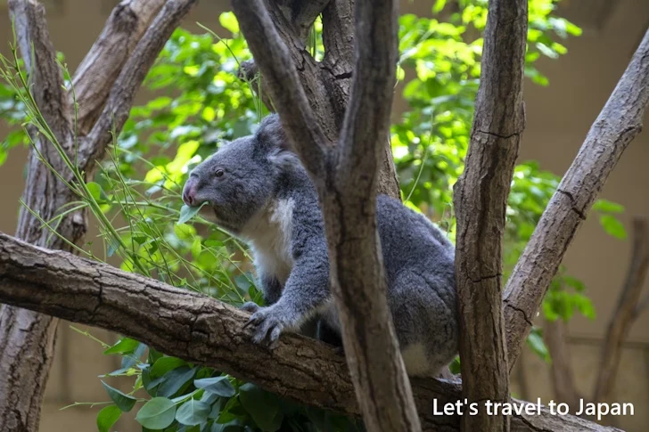 コアラ：東山動物園本園の見どころ(165)