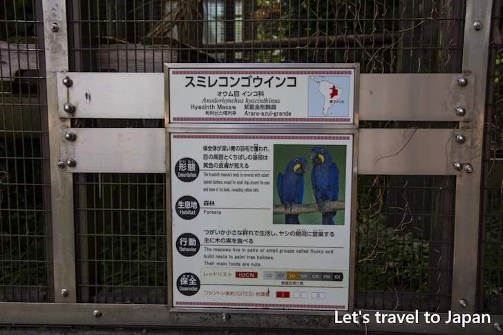 スミレコンゴウインコ：東山動物園本園の見どころ(171)