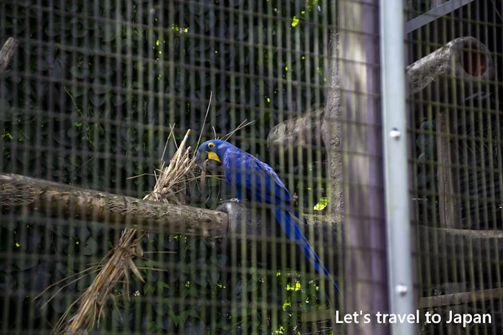 スミレコンゴウインコ：東山動物園本園の見どころ(172)