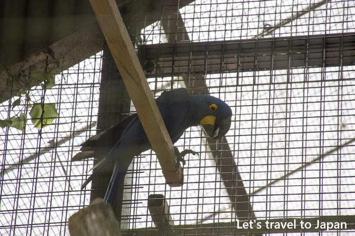 スミレコンゴウインコ：東山動物園本園の見どころ(173)