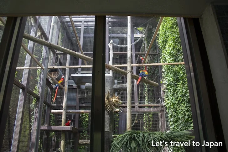 アカコンゴウインコ：東山動物園本園の見どころ(175)