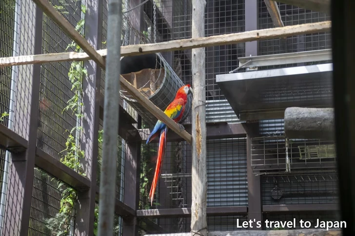 アカコンゴウインコ：東山動物園本園の見どころ(176)