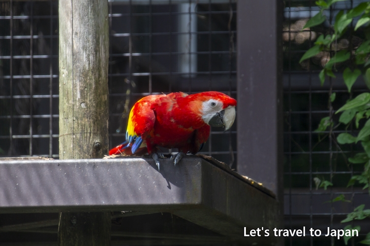 アカコンゴウインコ：東山動物園本園の見どころ(177)