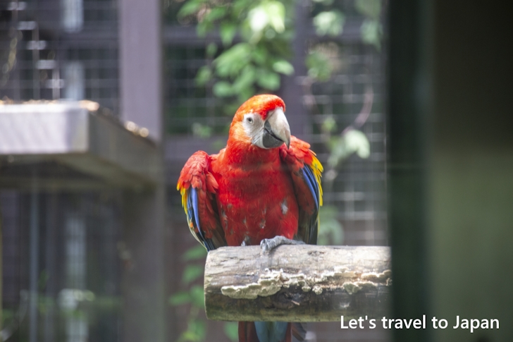 アカコンゴウインコ：東山動物園本園の見どころ(178)